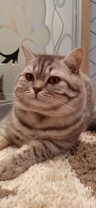 Кіт шотландець для в'язки