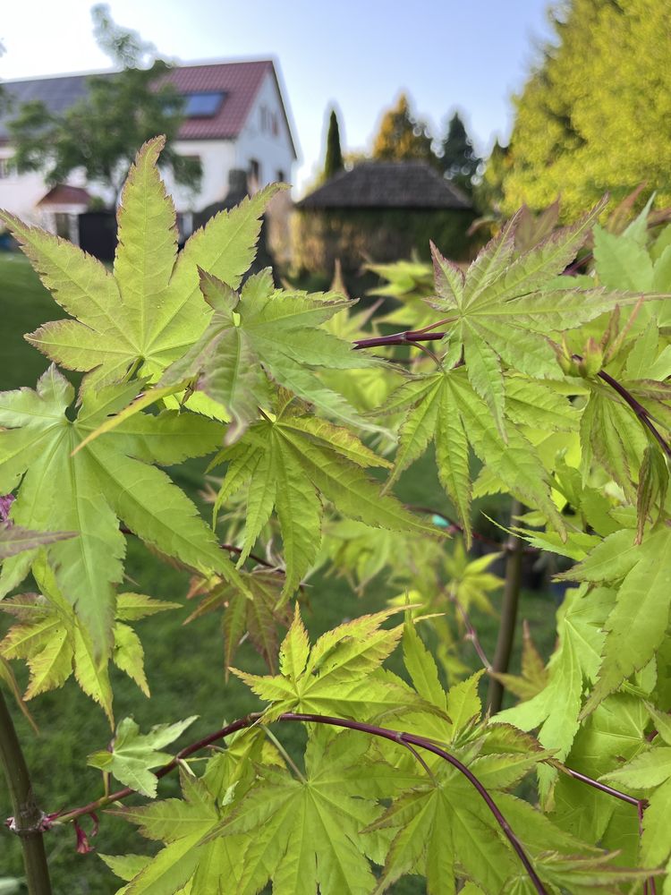 Klon japoński - acer