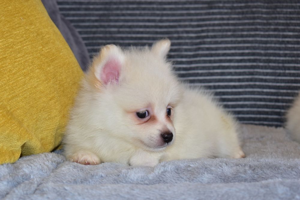 Spitz Alemão macho miniatura