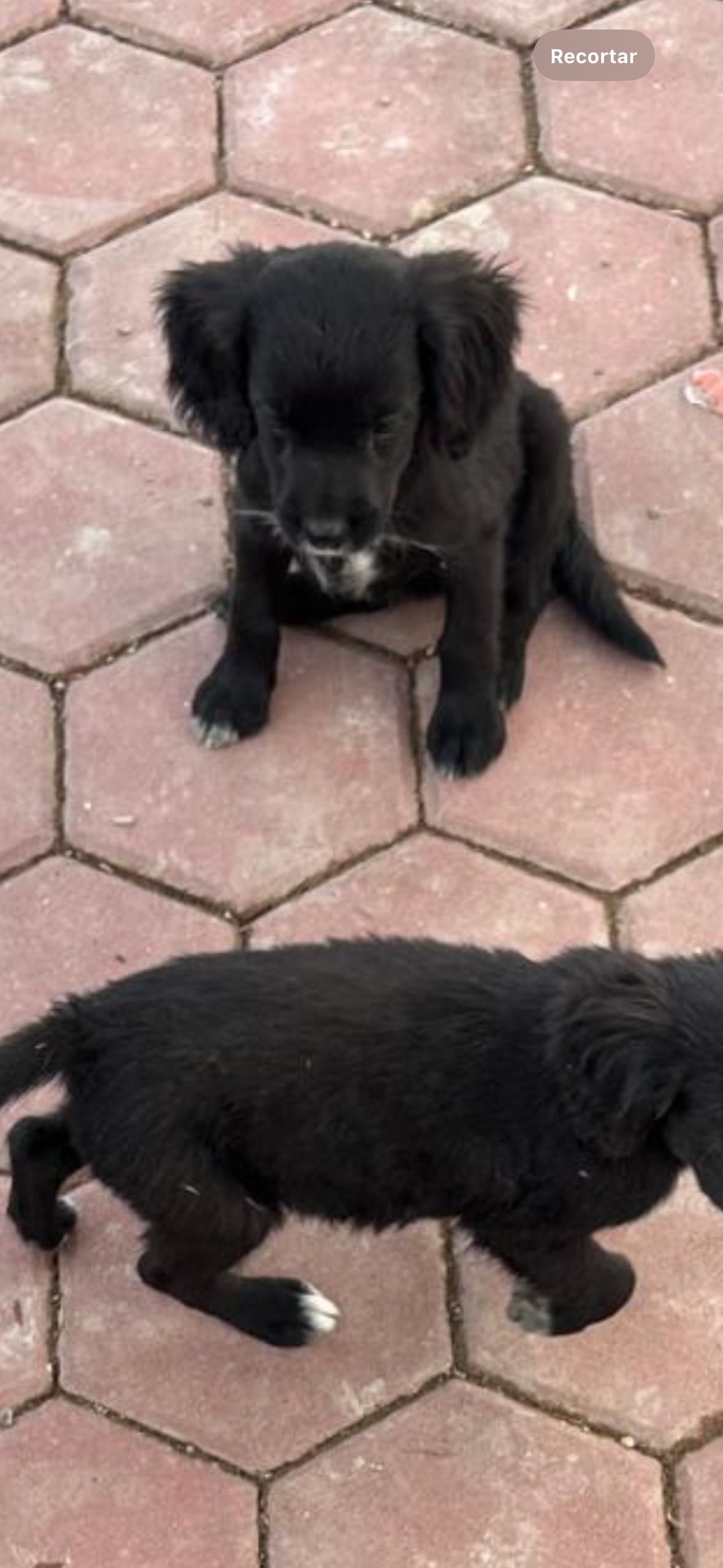 Cachorros com 2 meses