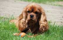 Cavalier King Charles Spaniel - ZKwP / FCI - Piesek