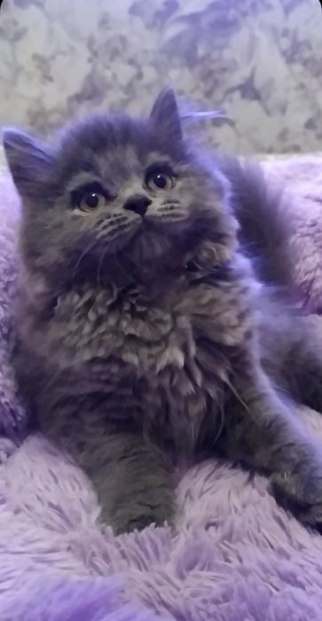 Нежная кошечка Хайленд