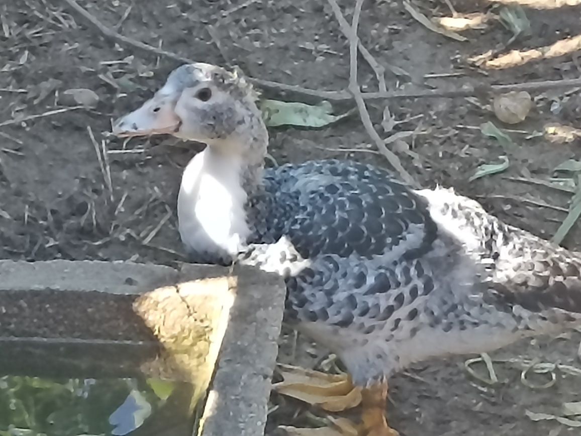 Patos mudos caseiros