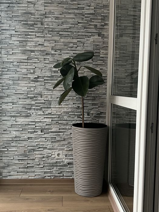 Продам Фікус робуста