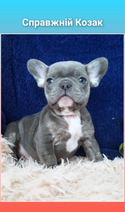 Французик мальчик голубой! Он на фото