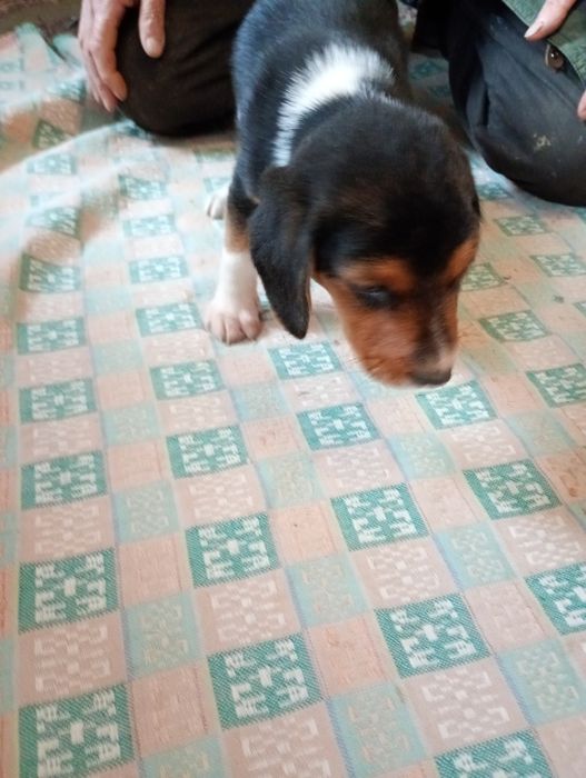 Эстонская гончая