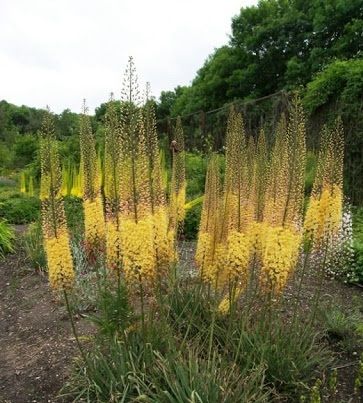 Эремурус Бунге (желтый)  и Ольги (розовый)