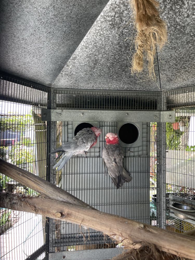 2 casais Reprodutores Cacatuas galah