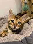 Wyjątkowy Kocur Bengal
