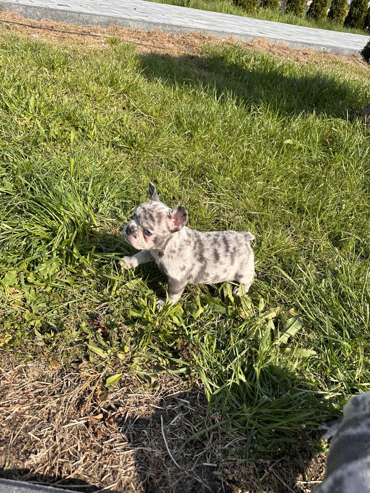 Piekna Suczka Blue Merle