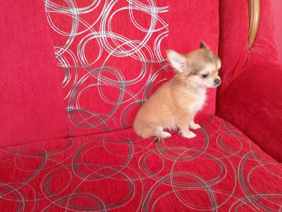 Chihuahua szczeniak suczka