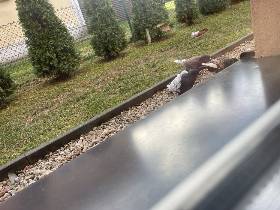 Sprzedam Gołębie rysie