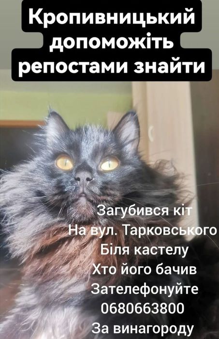 Шукаю кота, хто знайде тому нагорода