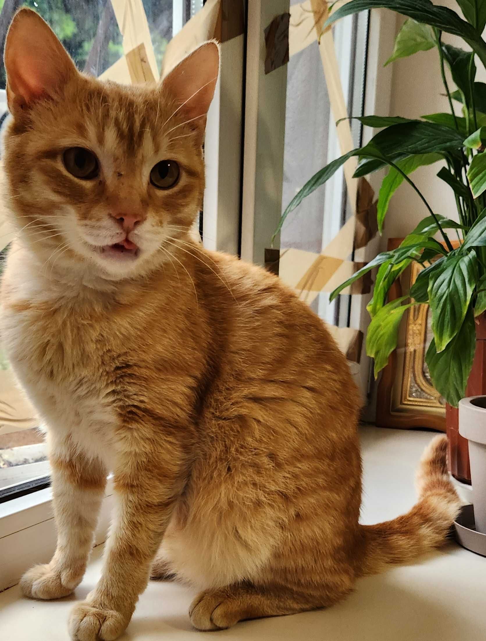 Кот, подросток, 8 месяцев