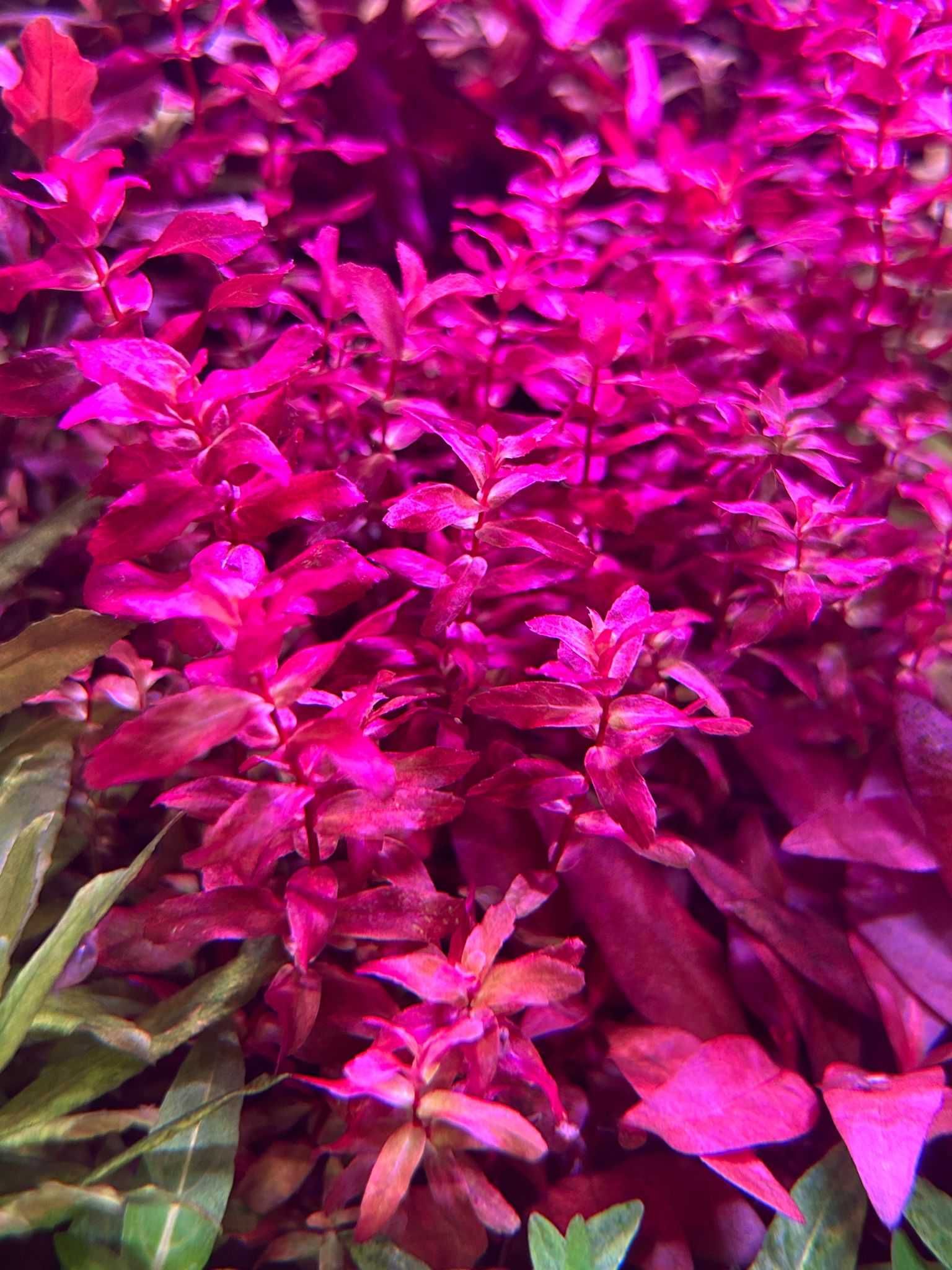 Rotala macrandra mini red Typ 4 - sklep AQUA PLANT