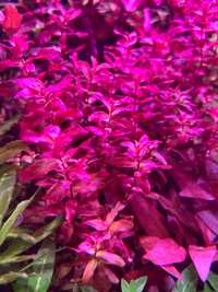 Rotala macrandra mini red Typ 4 - sklep AQUA PLANT