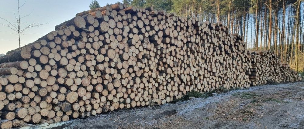 Zakupię las sosnowy/mieszany, drewno sosnowe, świerk, modrzew s2b, s2a