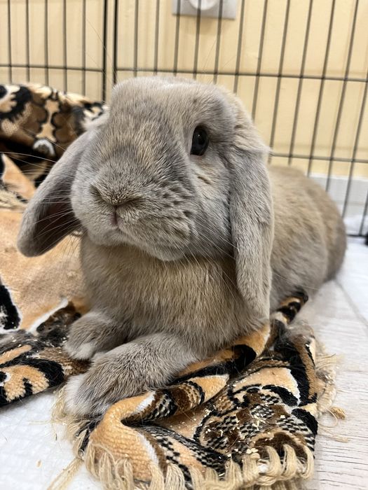 Królik baranek miniaturka