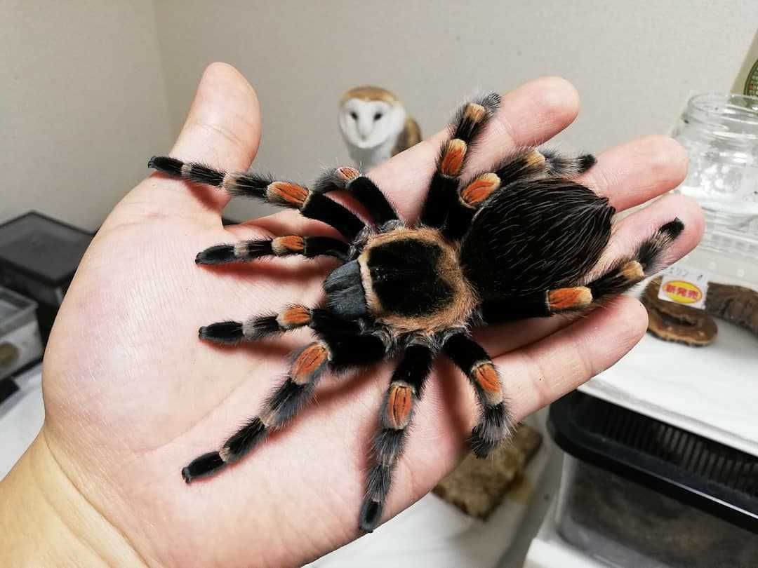 Brachypelma hamorii самки паука птицееда  для новичков