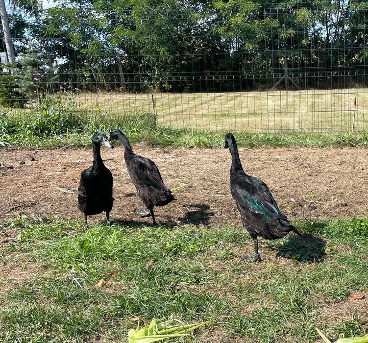 4 kaczory biegusy szmaragdowe