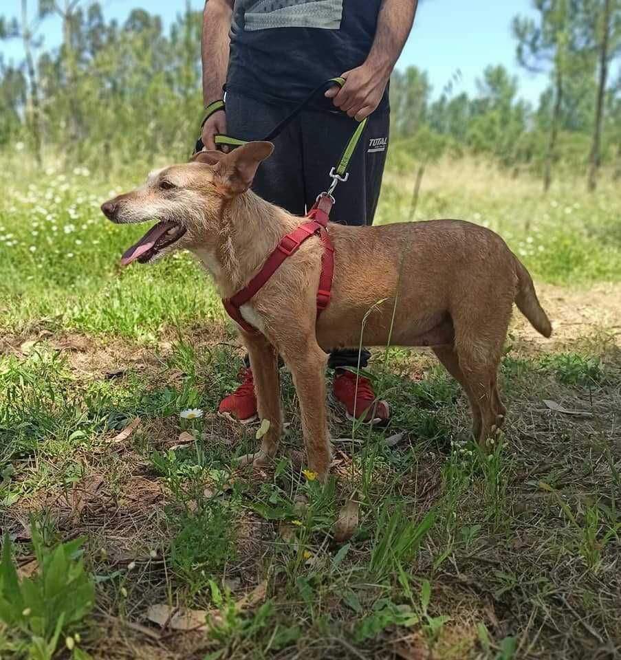 Cadela Porte Médio Para Adoção (Anocas)