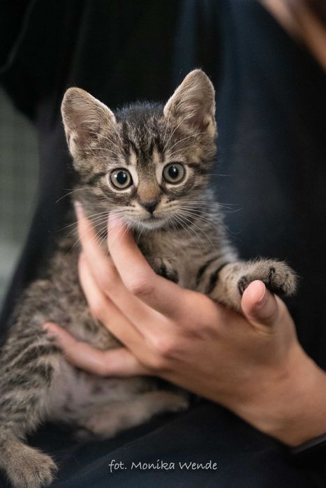Mała kotka EUGIENIA szuka kochającego domu