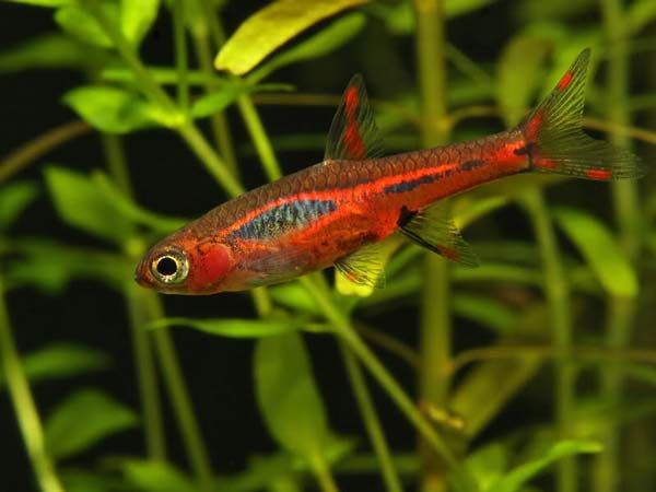GB razbora borneańska (Boraras brigittae)