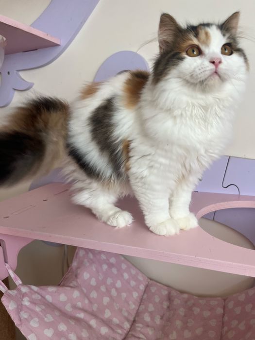 Fêmea Haigland straight/