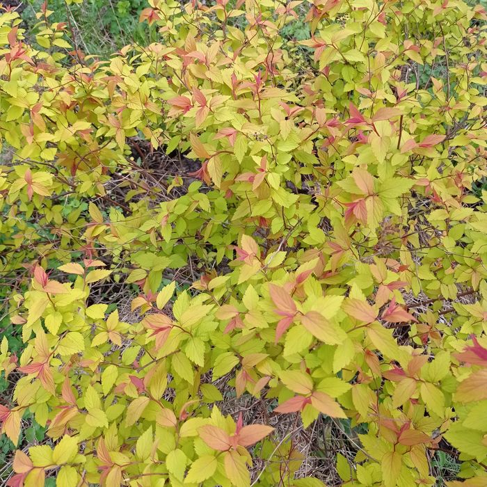 Декоративные кустарники