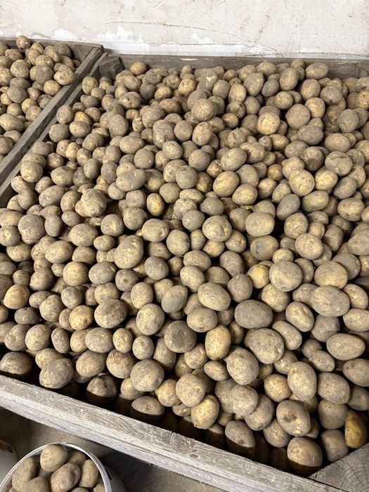 Ziemniaki riviera 35-55