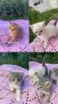 _Відам у добрі руки, 3 кошенят_