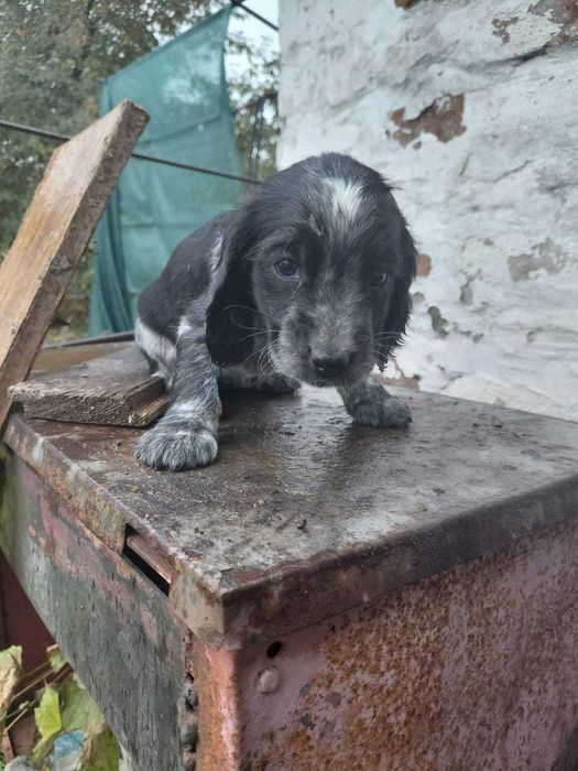 Цуценята спанієль