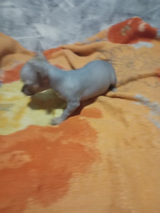 Щенок китайськой хохлатой міні