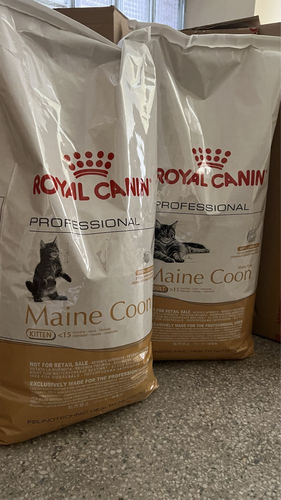 Maine Coon • Adult • Kitten • MaineCoon • British, Baby Royal Canin RC