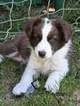 Border Collie   piesek czekoladowy ZKwP FCI