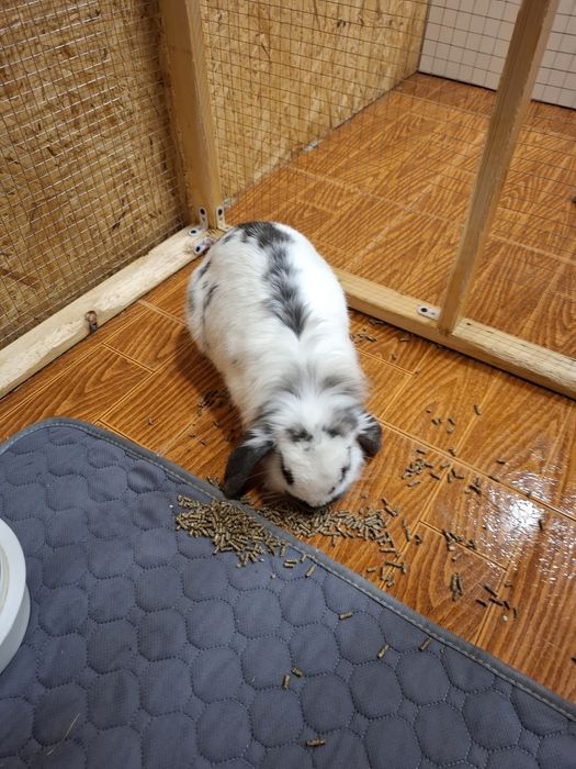 Vendo coelhos anões