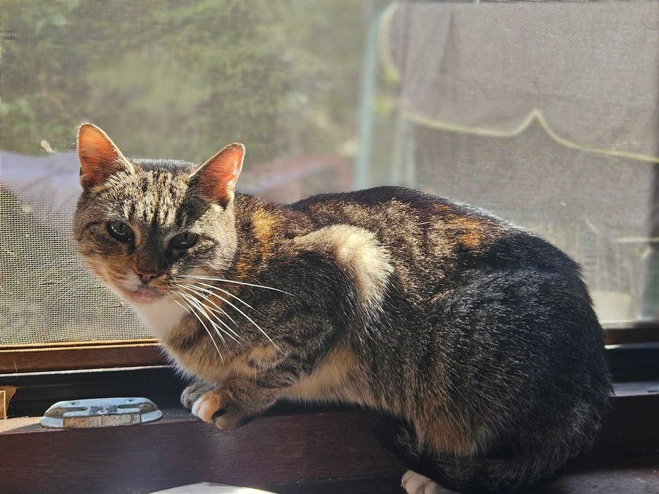 Kotka o łagodnym sercu szuka spokojnej rodziny