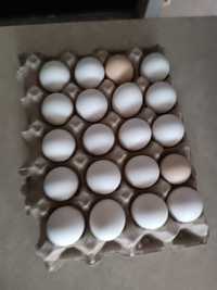 Swojskie jaja jajka