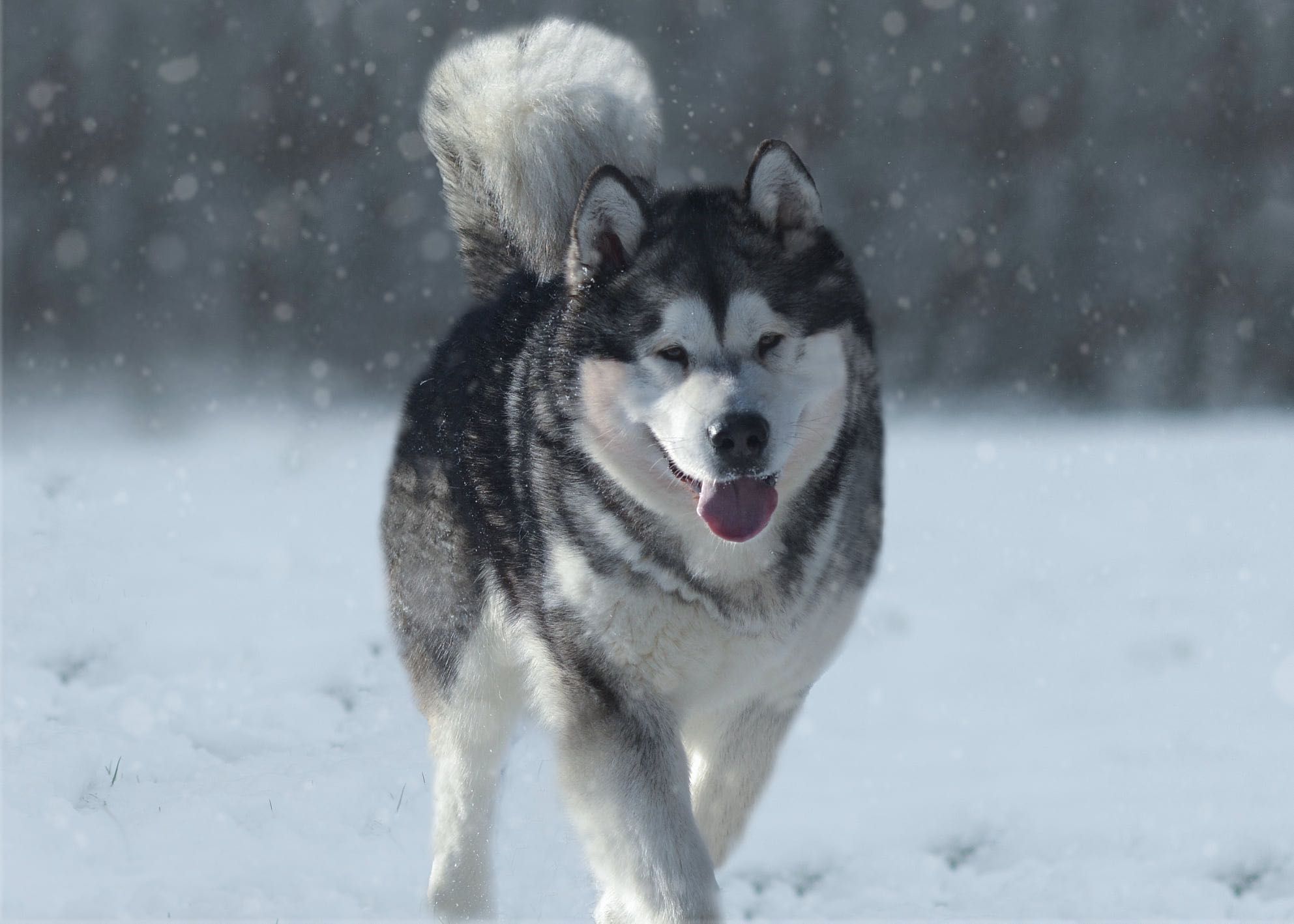Alaskan Malamute zapowiedź miotu