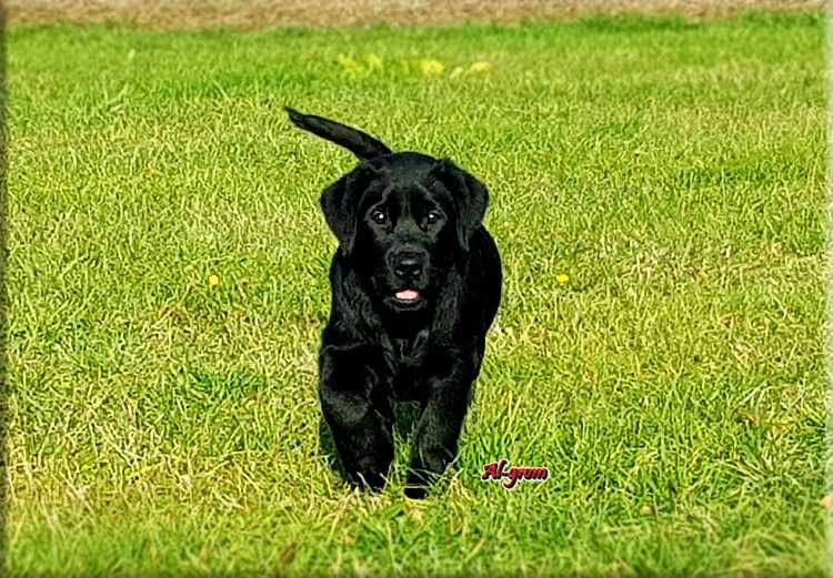Labrador Retriever  czarny piesek ZKwP/FCI