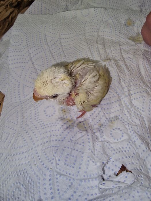 Roseicollis criados à mão