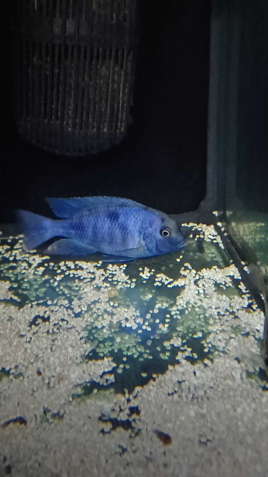 Cicllidios africanos - Cyrtocara Moorii (Blue Golfinho)