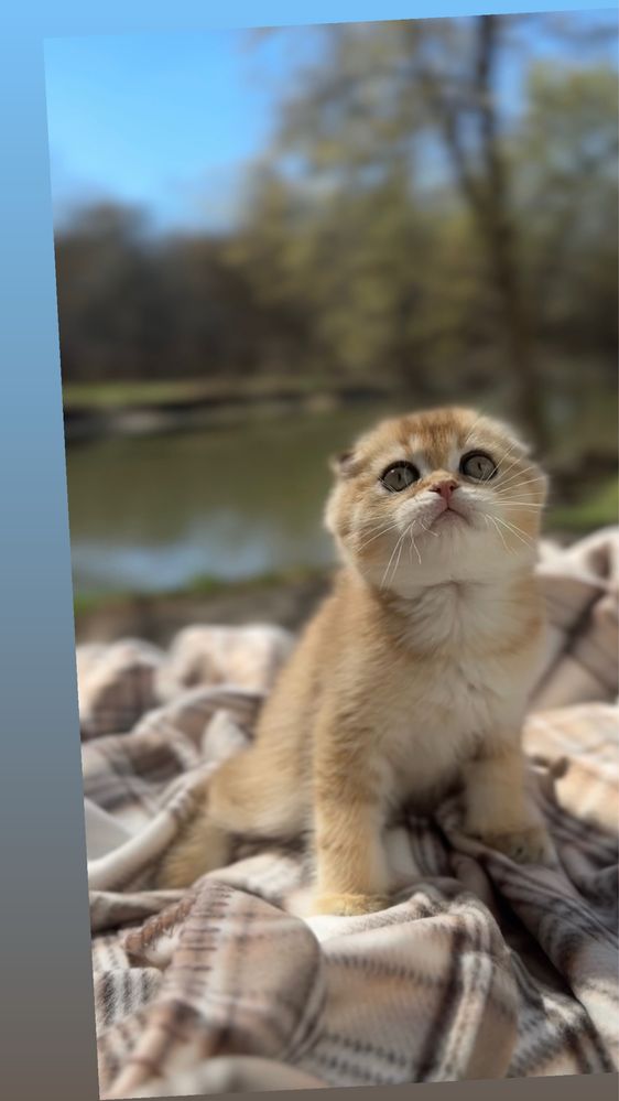 Золота шиншила котенята котики шотландські муркотики