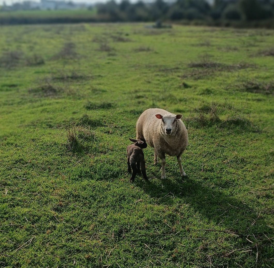 Ovelha raça texel mais borrega