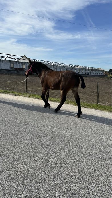 Poldra burguet x lusitano