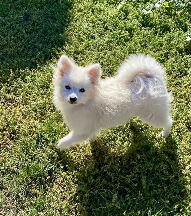 Антідеприсант , шпиц