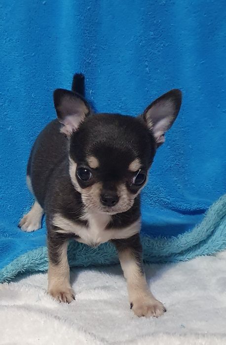 Гладкошерстные братья подпалые