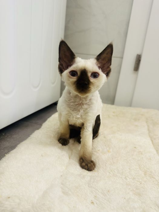 Piękna niebieskooka kotka Devon Rex !!