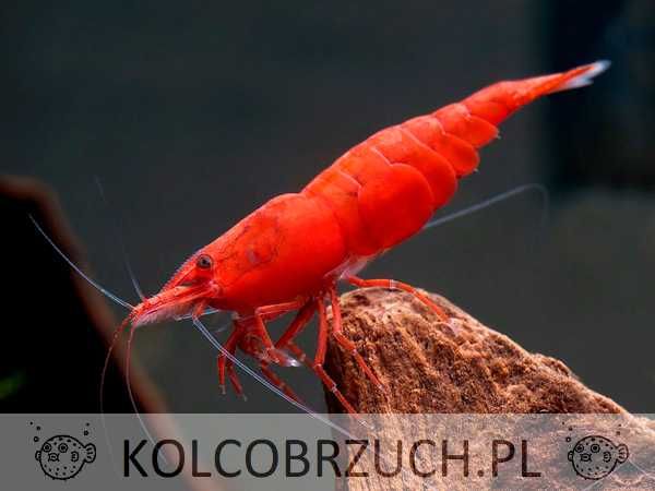 Krewetka SAKURA RED - Neocaridina - Caridina - dowóz, wysyłka