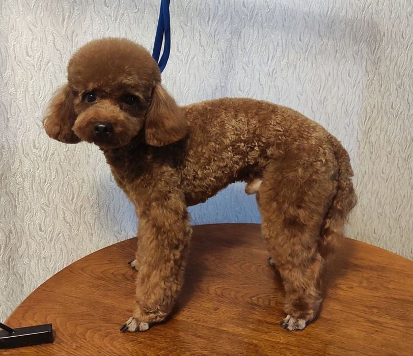 Той пудель Китай